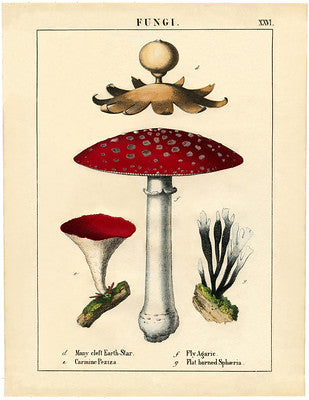 Botanical Art Print - Fly agaric fungi
