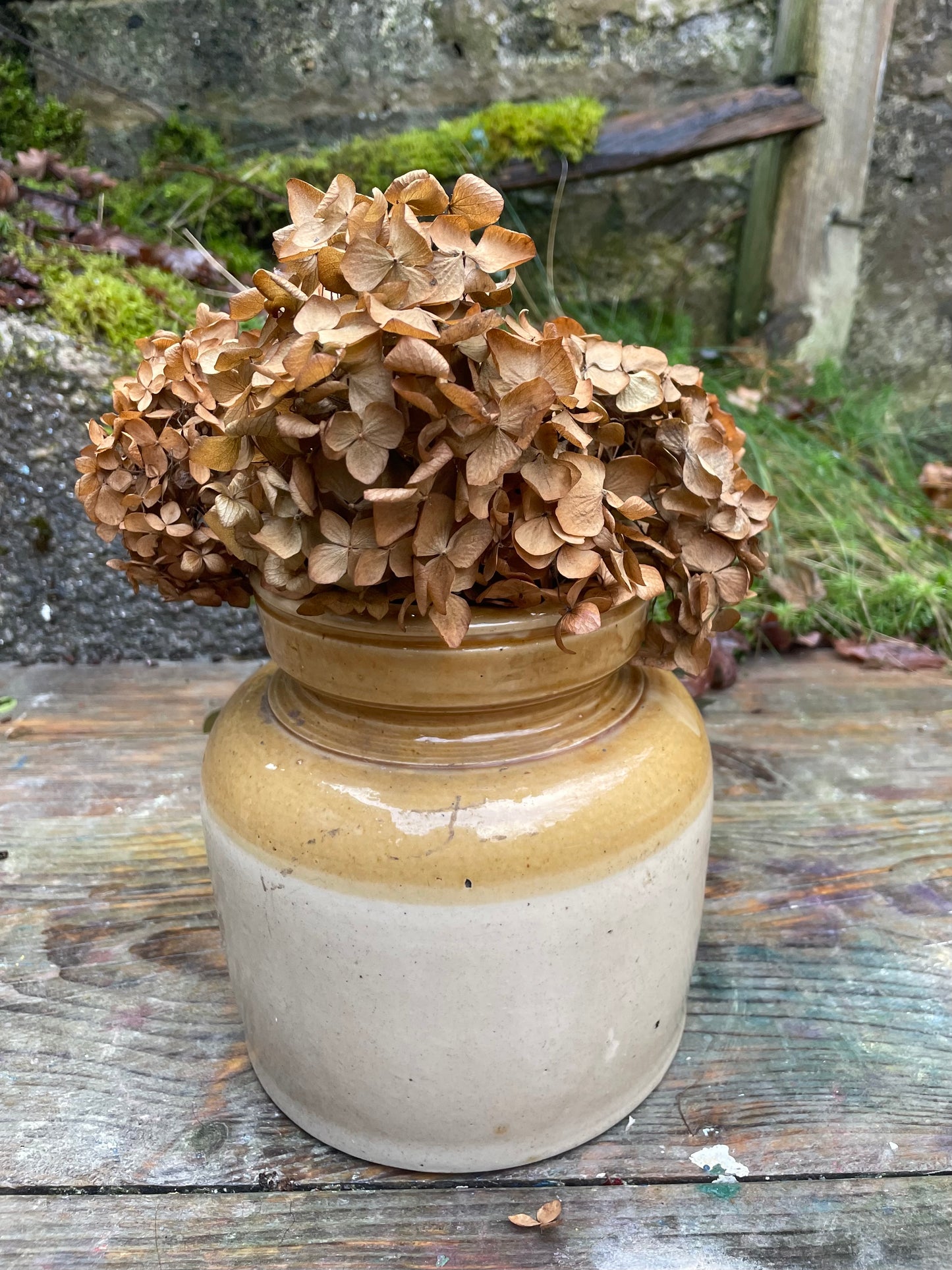 Dried Hydrangea flower heads sold in bunches of 3