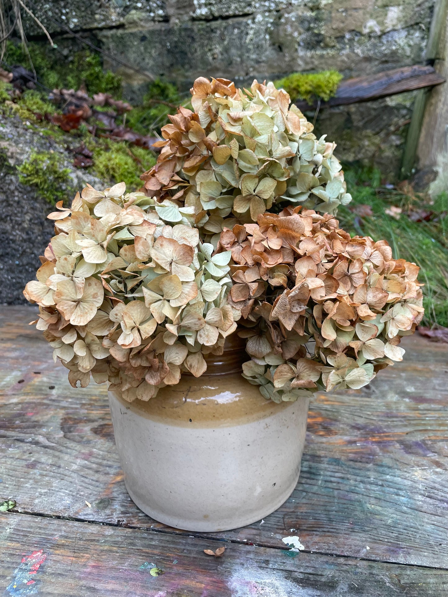 Dried Hydrangea flower heads sold in bunches of 3