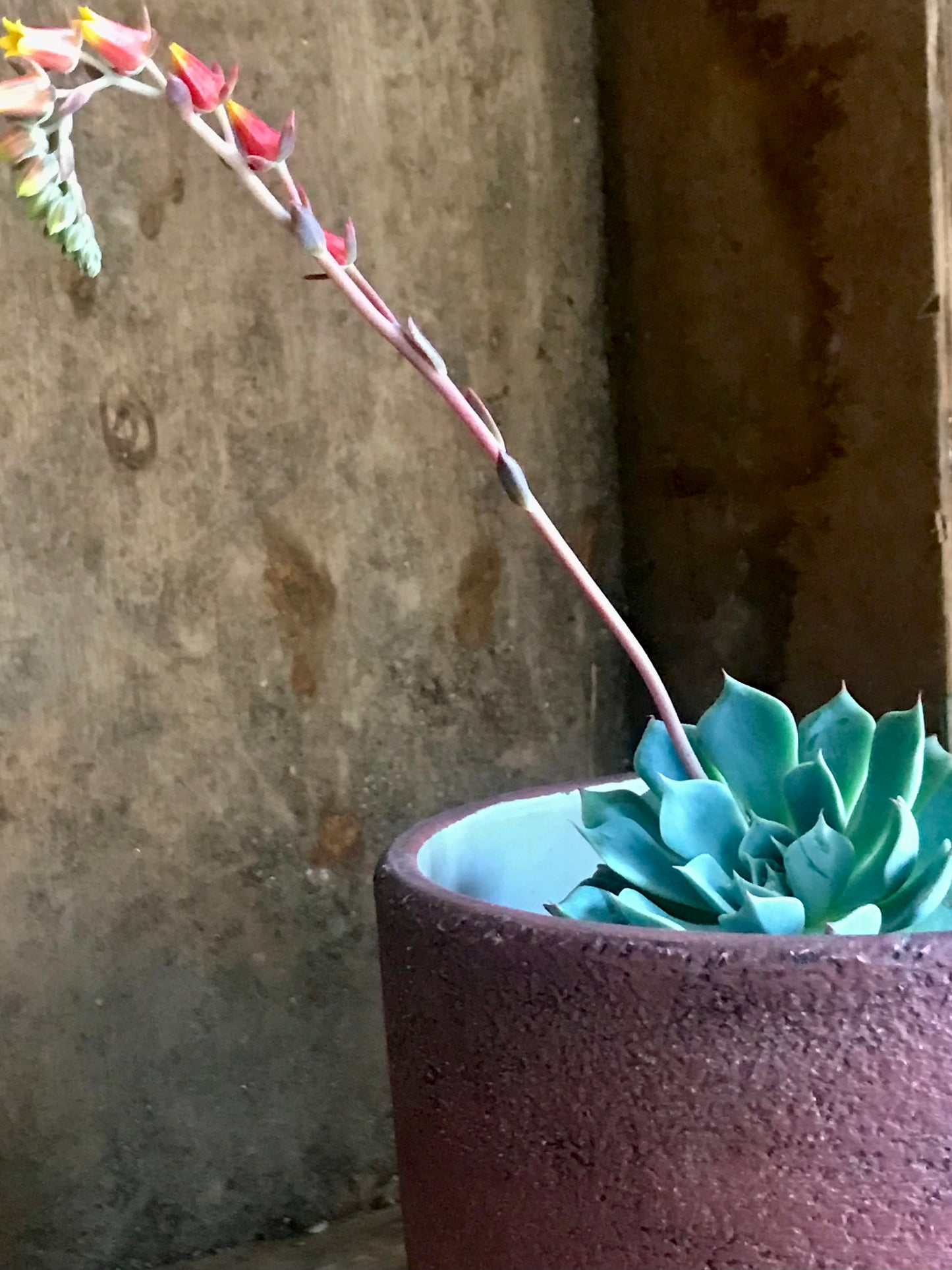 Hand painted Vintage pot with succulent