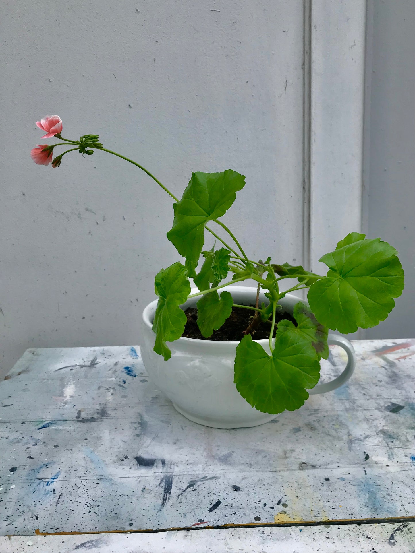 Vintage chamber pot potty planters