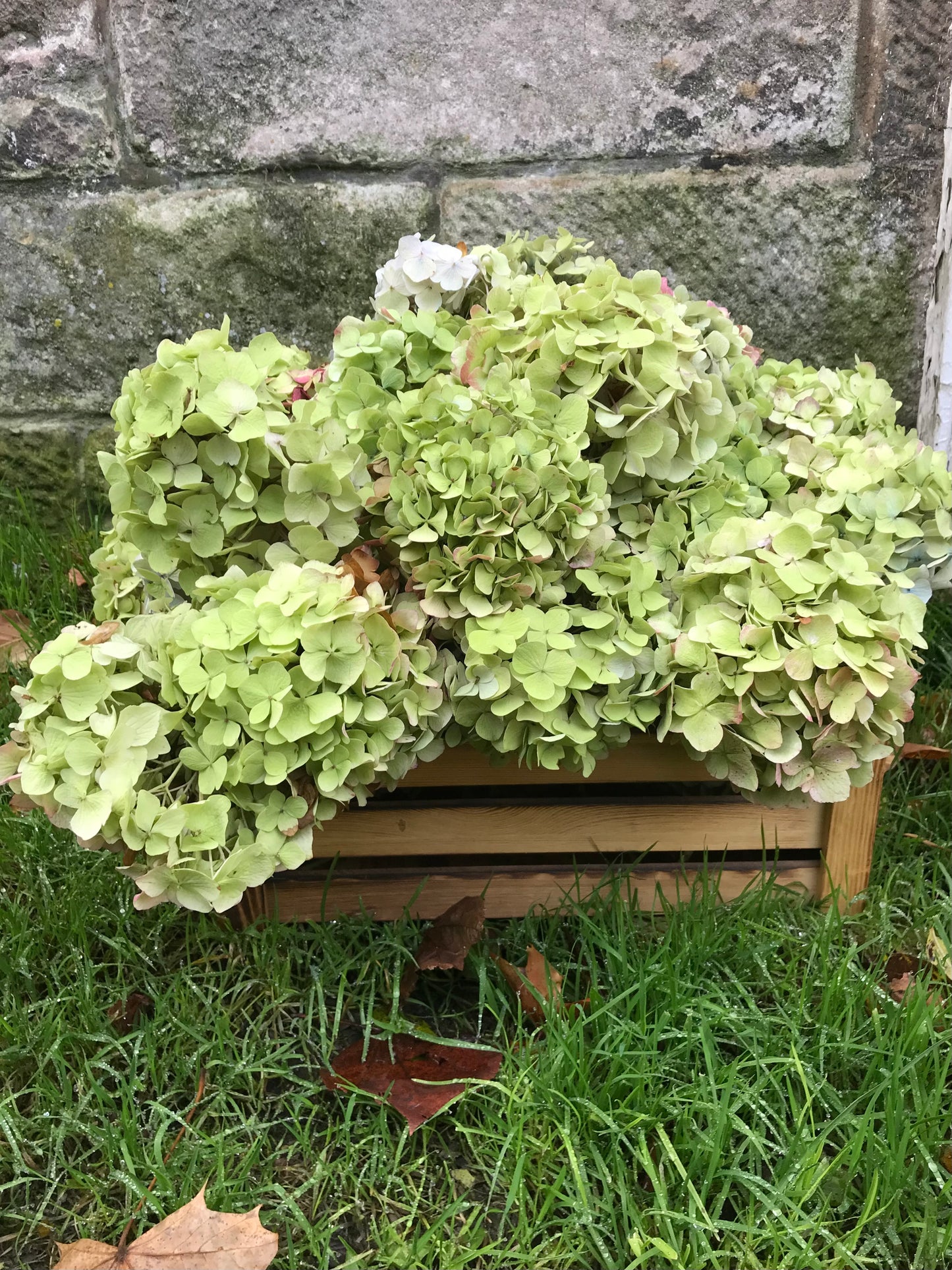 Dried Hydrangea flower heads