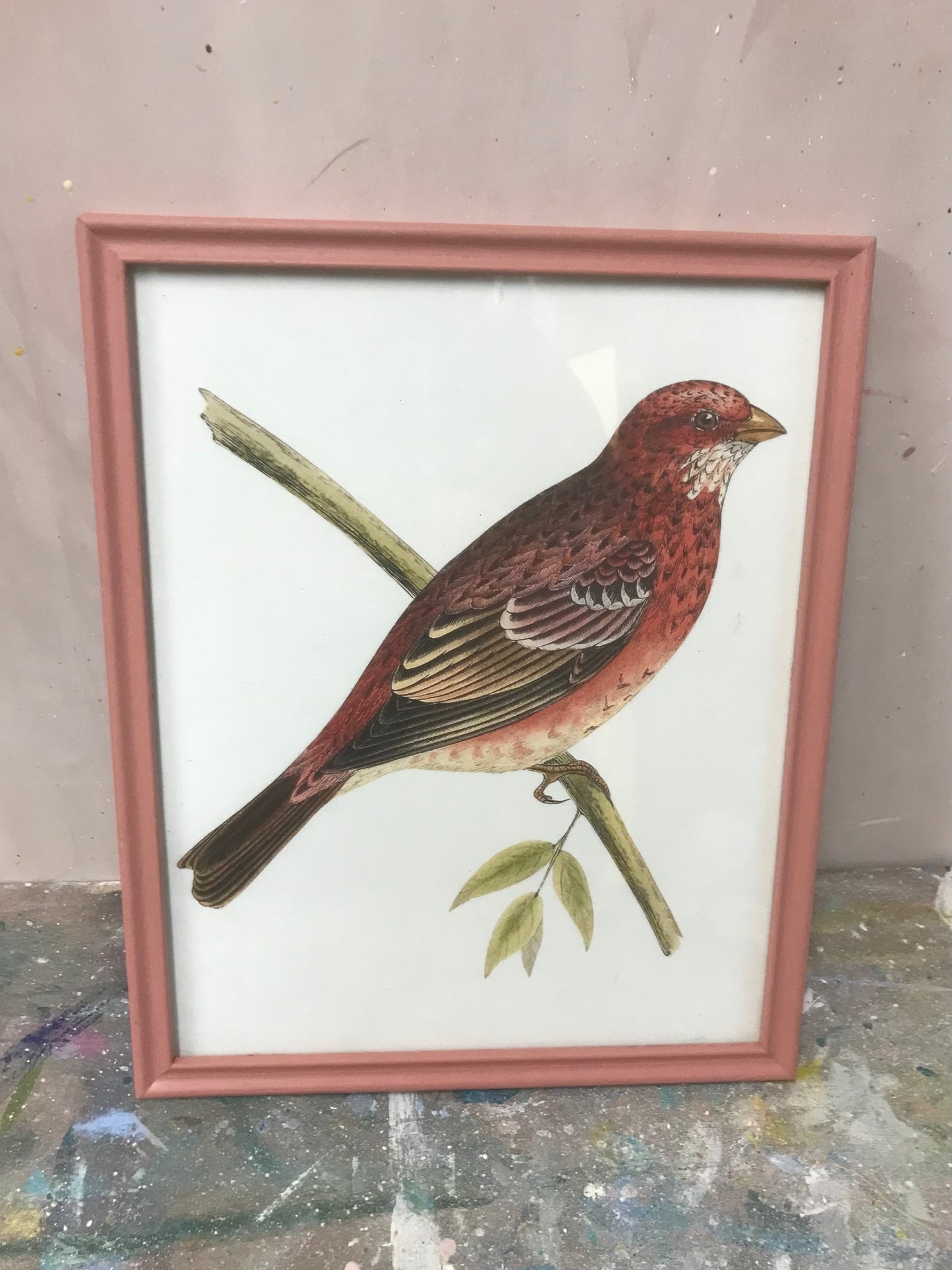 Gallery wall vintage botanical illustration prints in painted vintage frames
