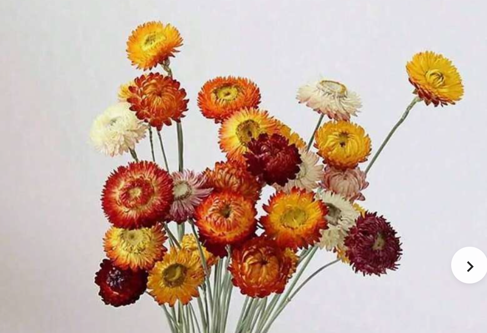 Dried Helichrysum Strawflowers sold in bunches made up of 20 heads