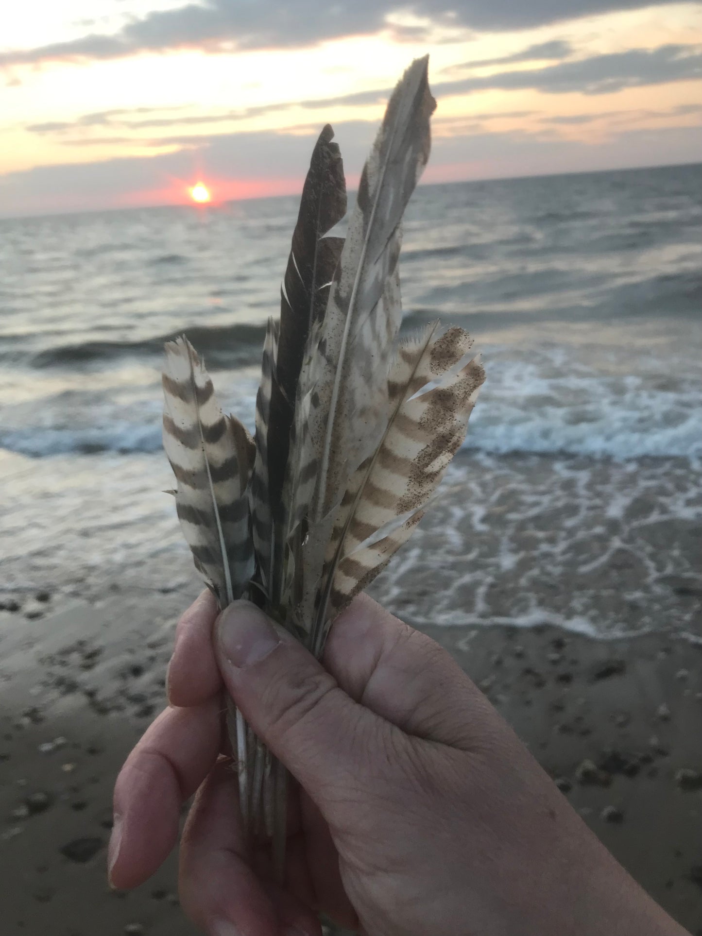 Found feathers set of 3