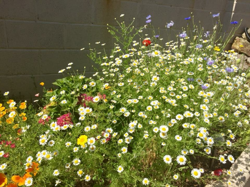 Pack of native wildflower bee bombs