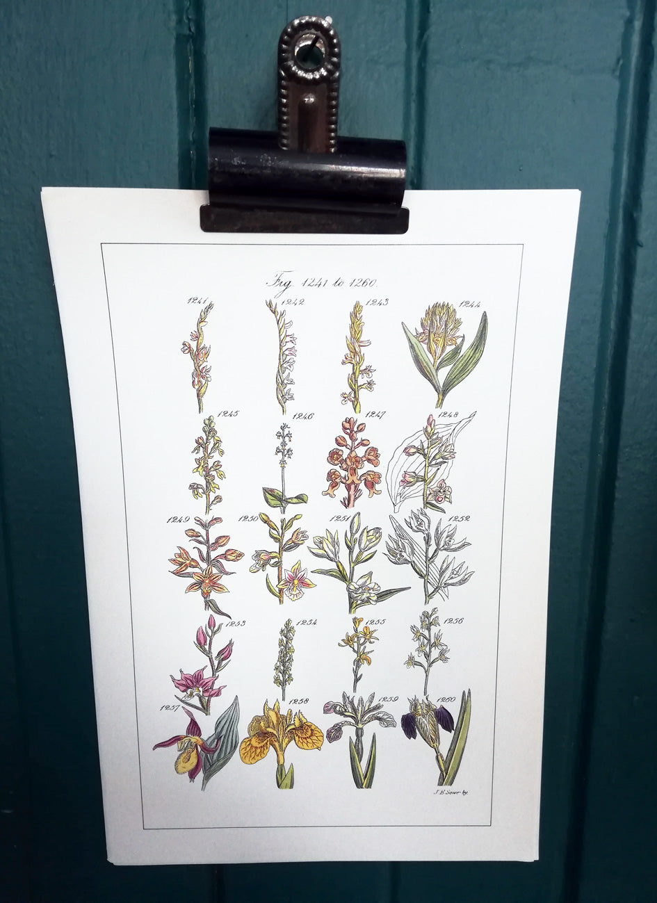 Vintage original botanical book illustration prints