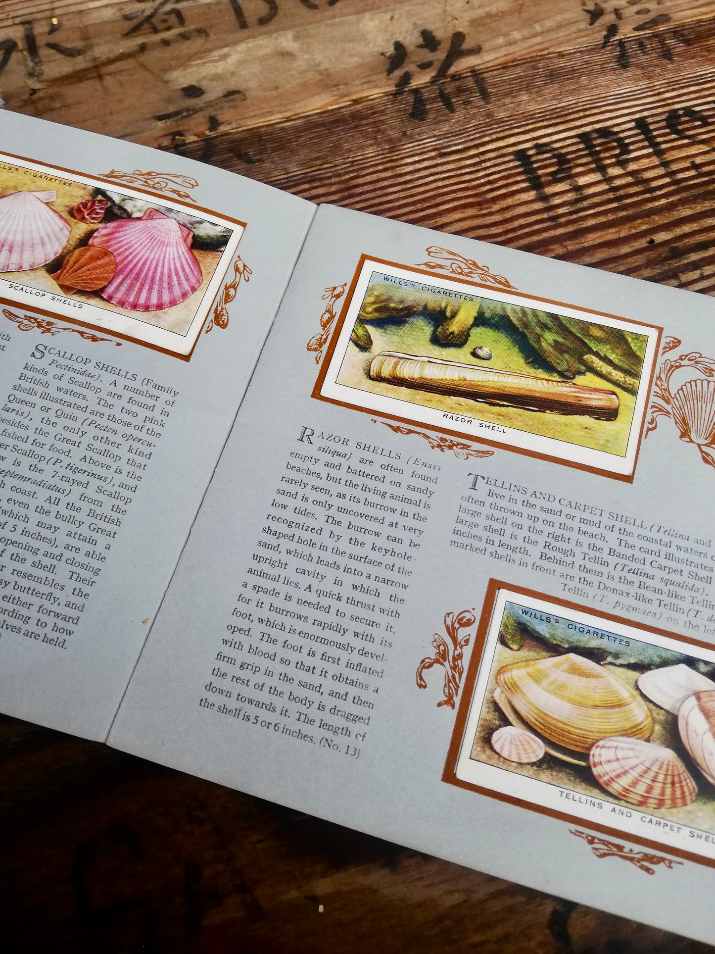 Gorgeous vintage cigarette card book - The Seashore