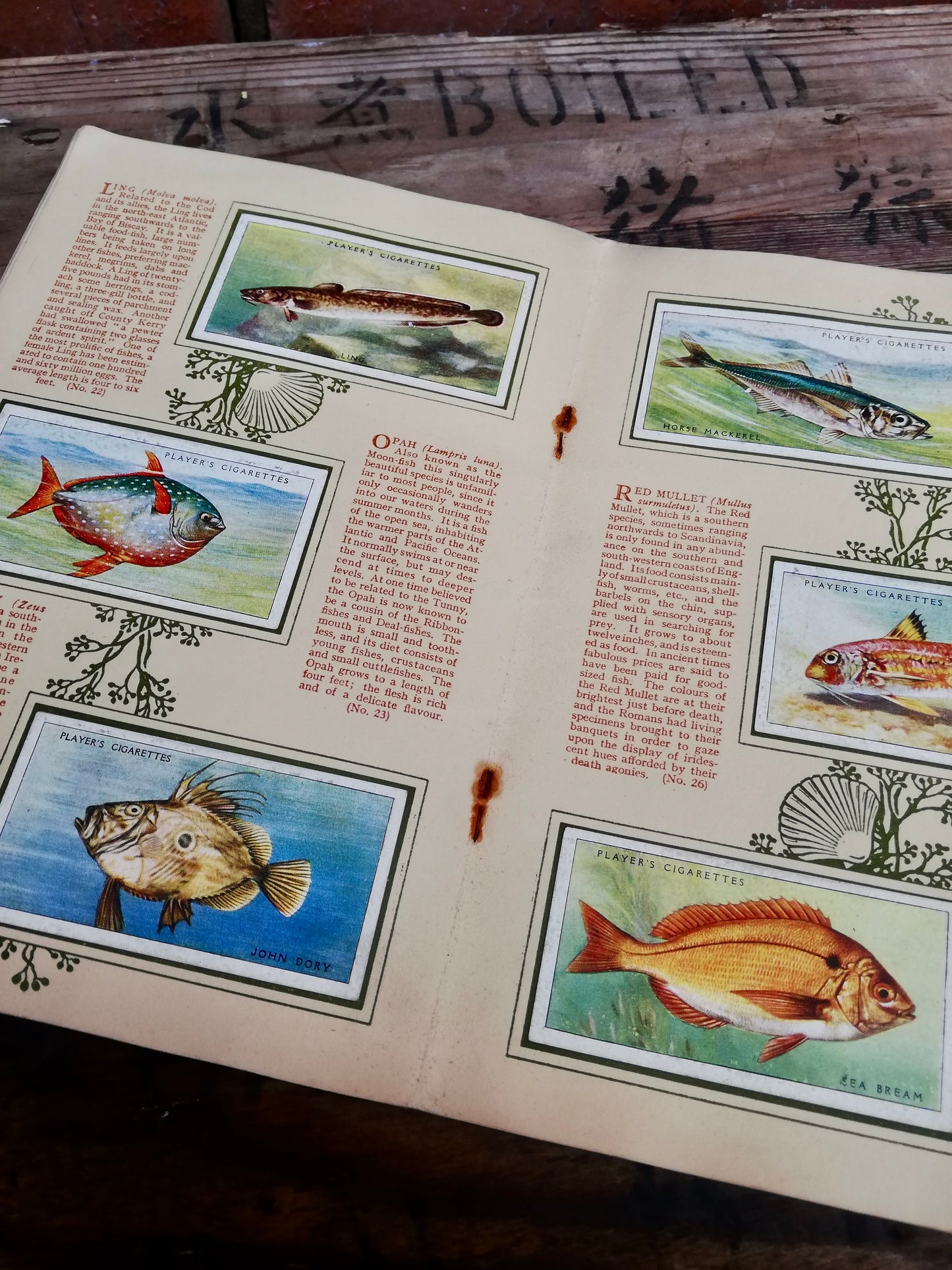 Gorgeous vintage cigarette card book - Sea Fishes