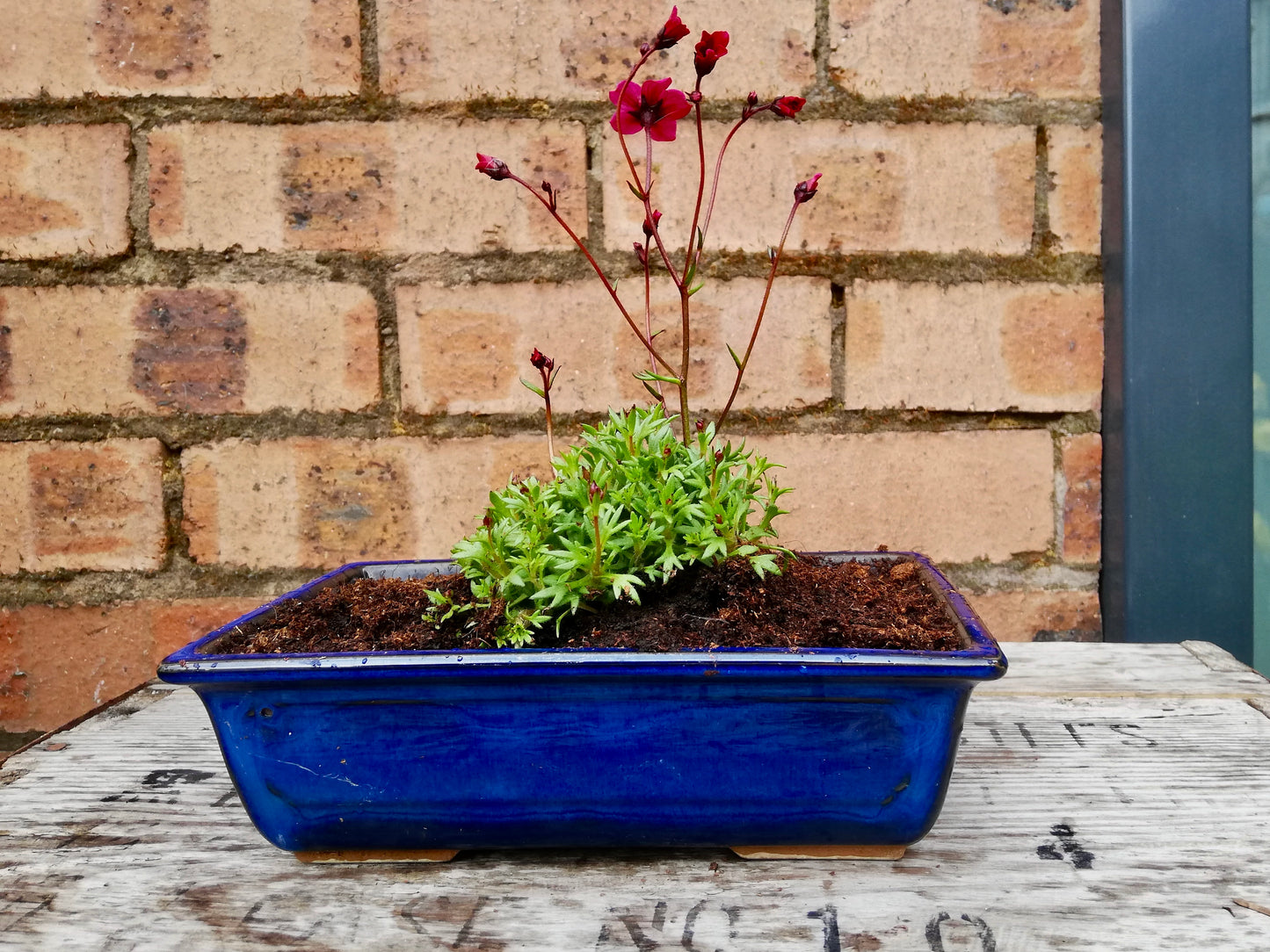 Little Outdoor planter