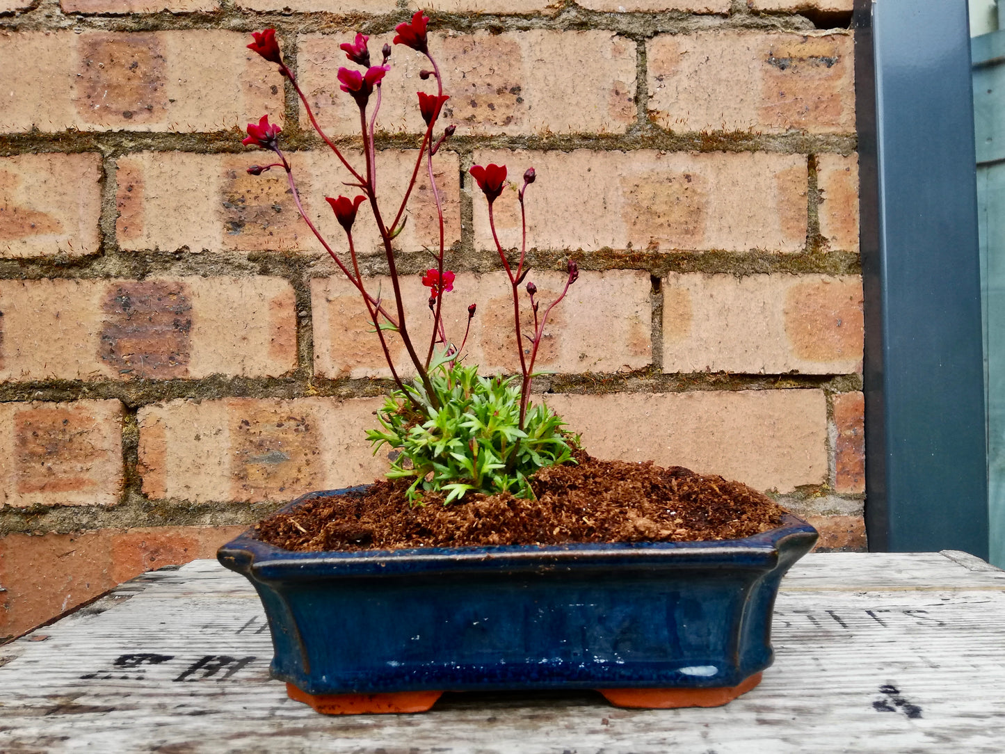 Little Outdoor planter