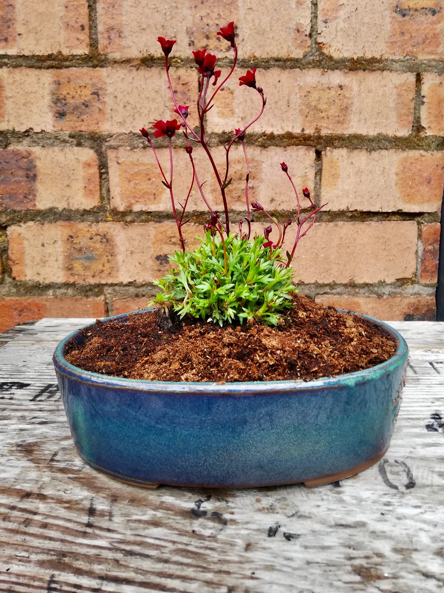 Little Outdoor planter