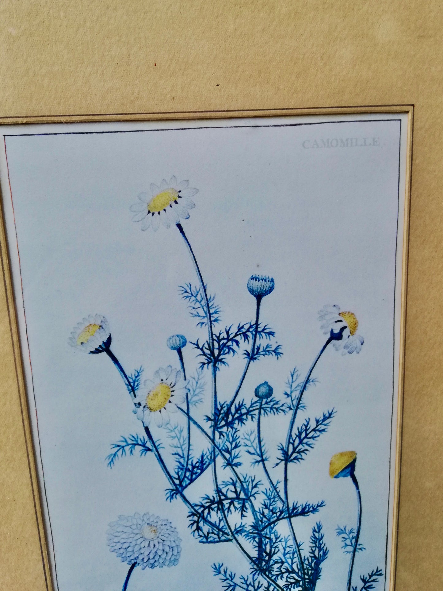 Vintage print of a camomile flower in original black frame
