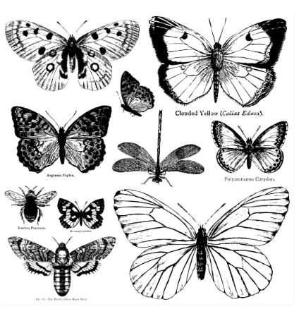 Iron Orchid Designs - The Stamps