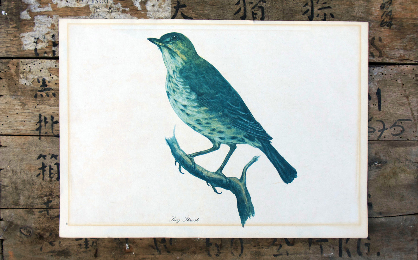Vintage original botanical British bird book illustration prints song thrush