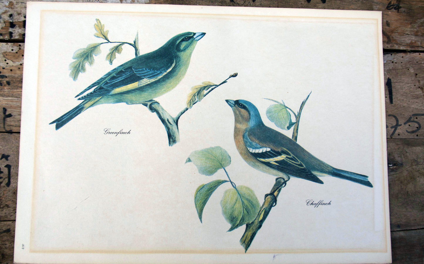 greenfinch and chaffinch