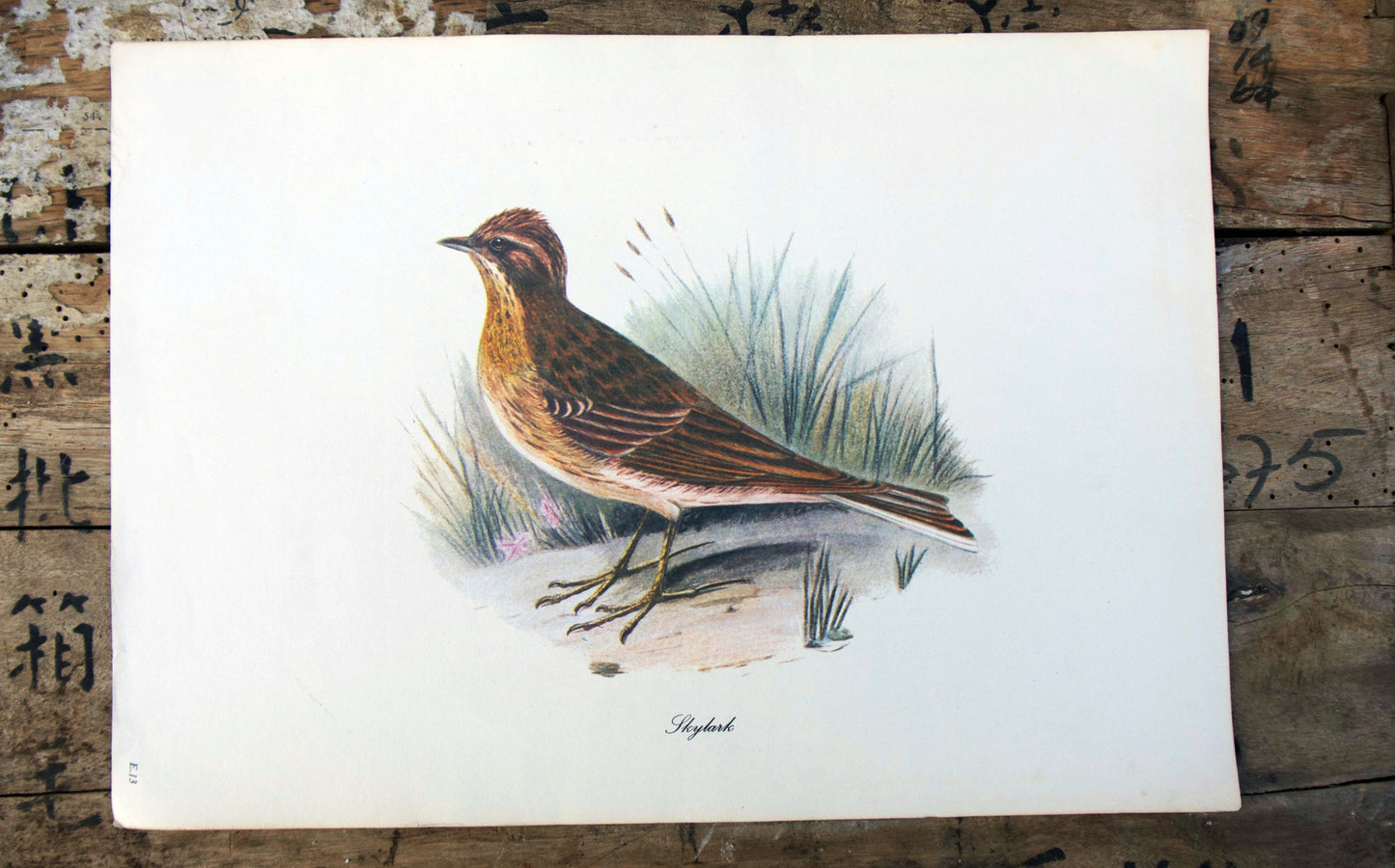Vintage original botanical British bird book illustration prints skylark