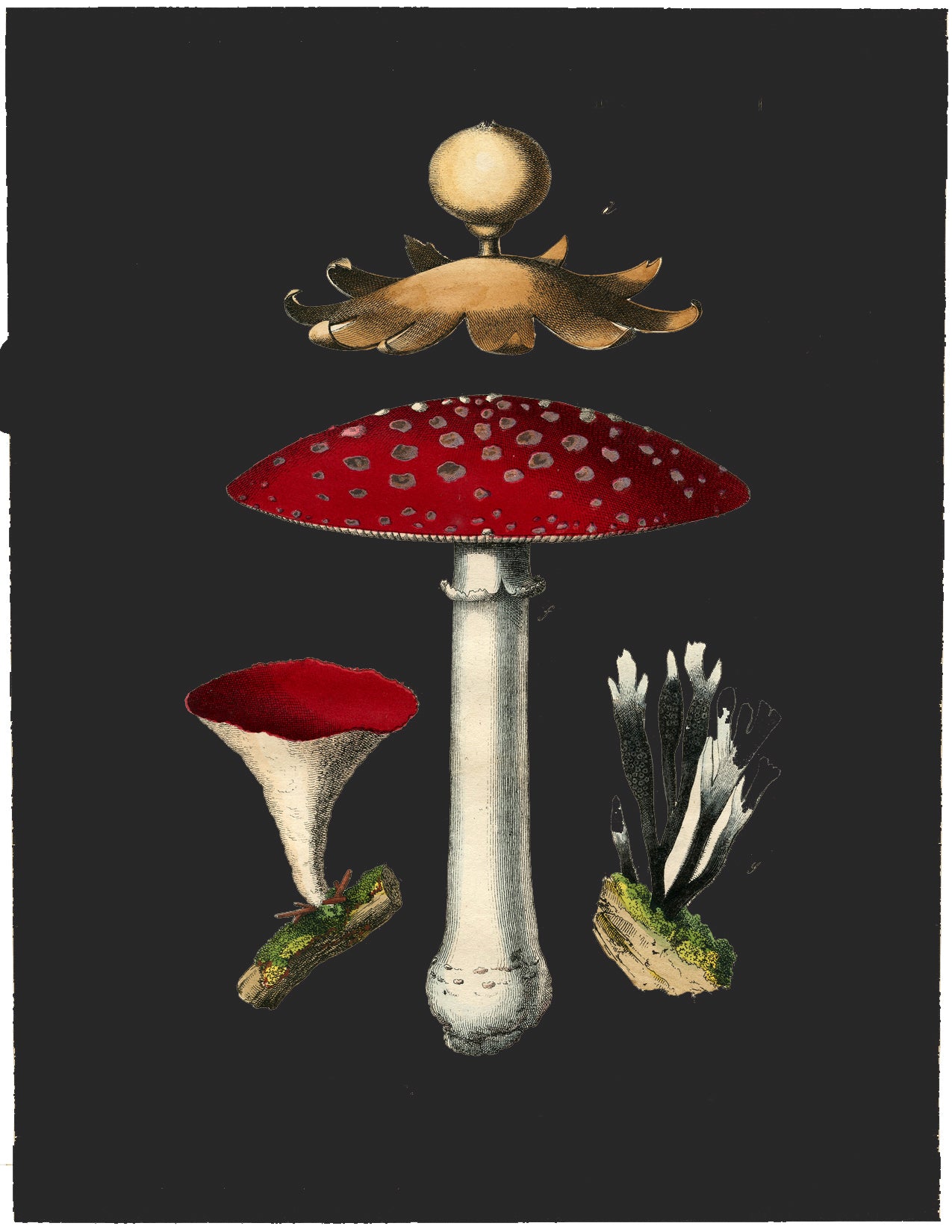 Fly Agaric blank card