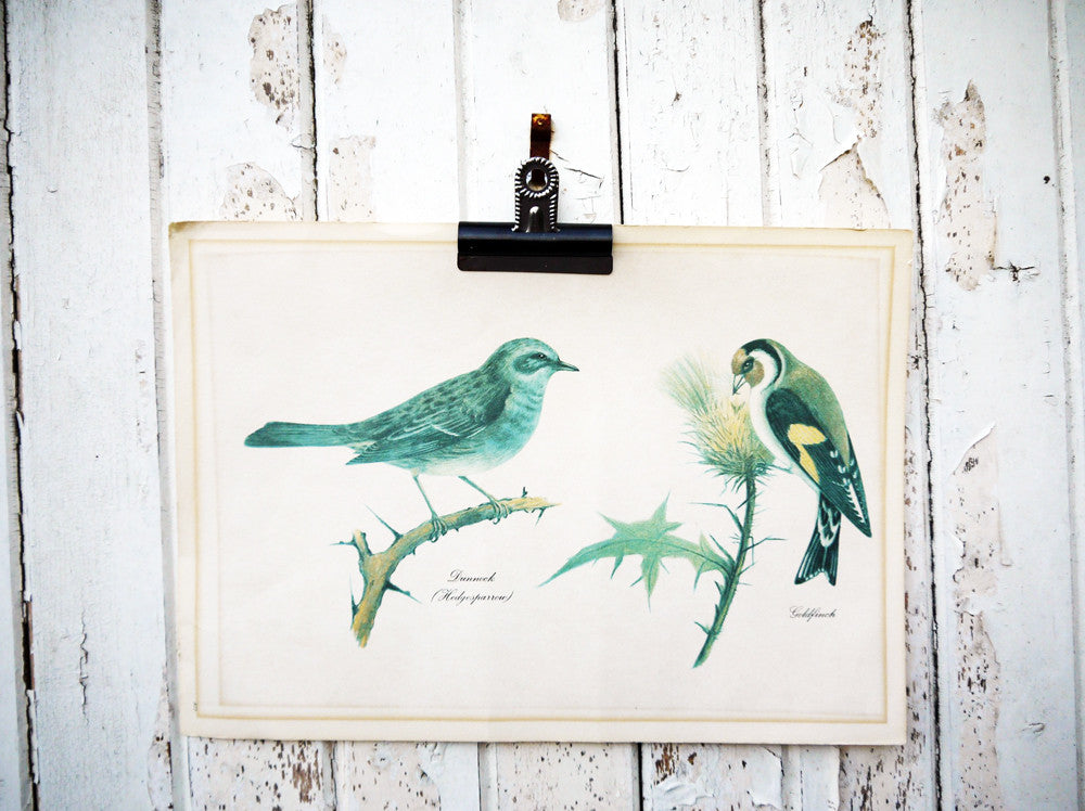 Vintage original botanical British bird book illustration prints dunnock and goldfinch