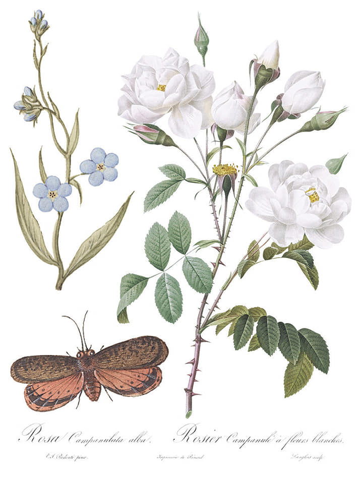 Iron Orchid Designs