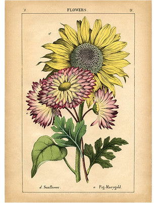 Botanical Art Print - Sunflower