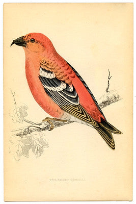 Botanical Art Print - Crossbill