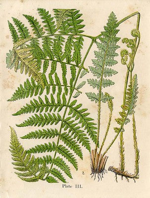 Botanical Art Print - Ferns