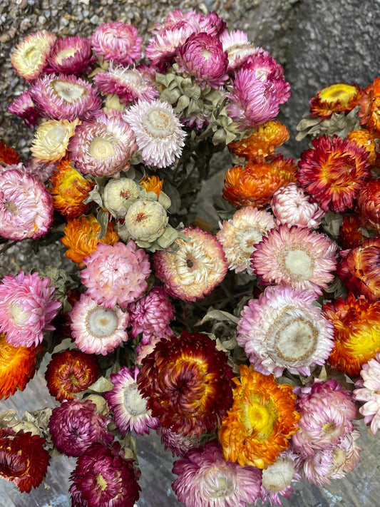 Dried Helichrysum Strawflowers sold in bunches made up of 20 heads