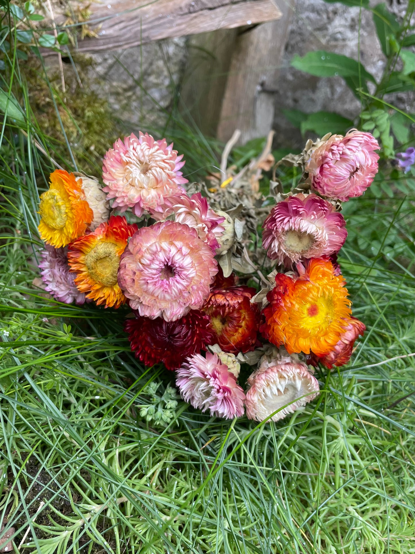 Dried Helichrysum Strawflowers sold in bunches made up of 20 heads