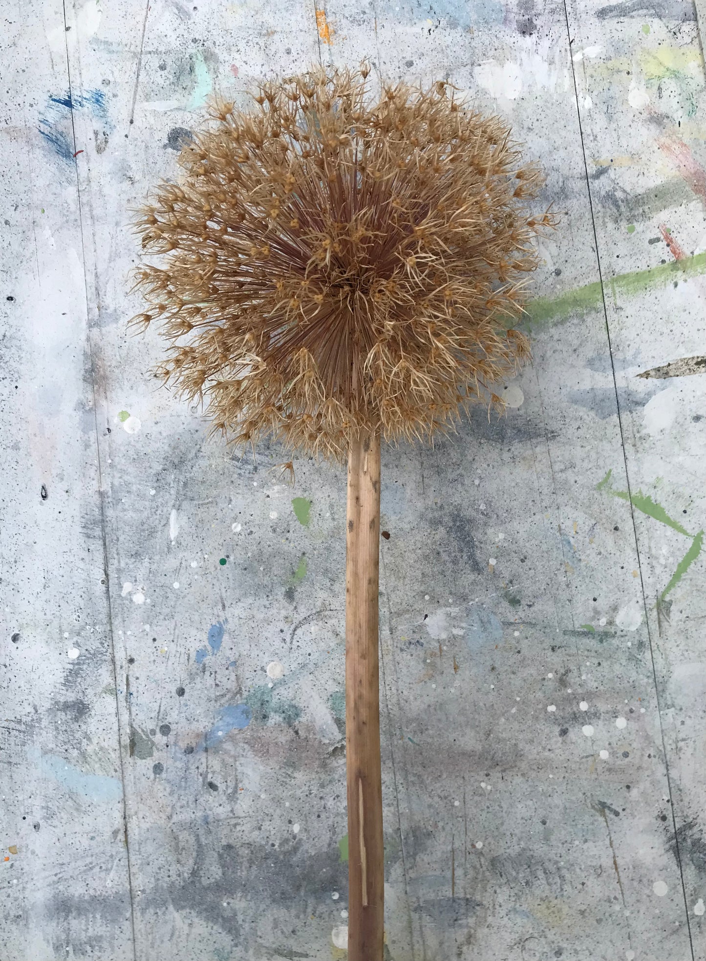 Dried Giant Alium flower seed heads