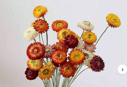 Dried Helichrysum Strawflowers sold in bunches made up of 20 heads