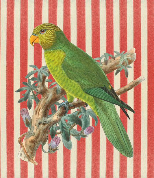 Parrot blank card