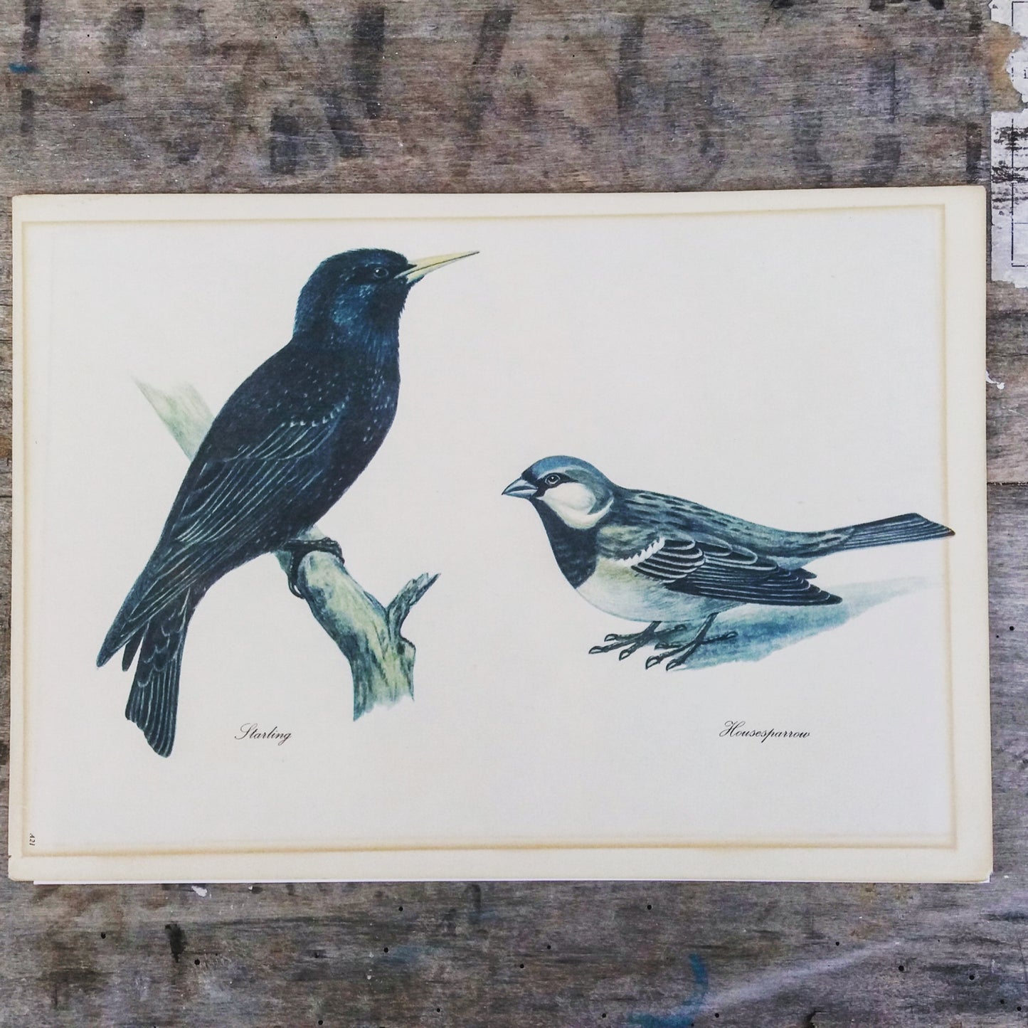 Vintage original botanical British bird book illustration prints