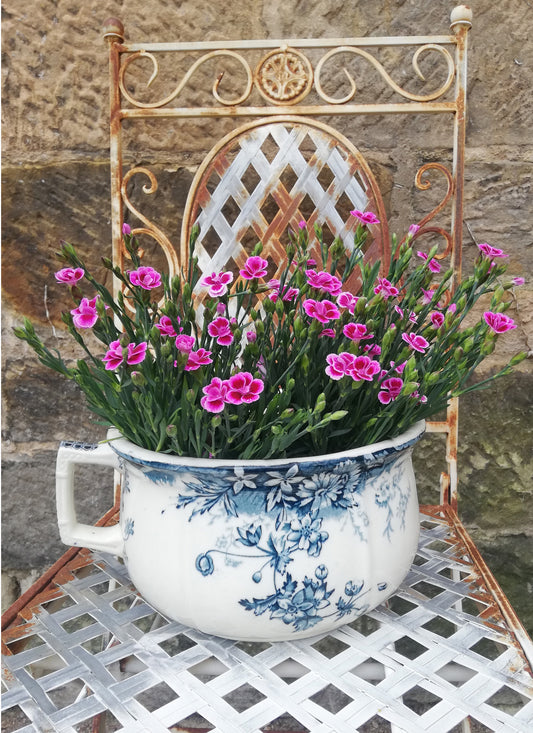 Vintage chamber pot planter