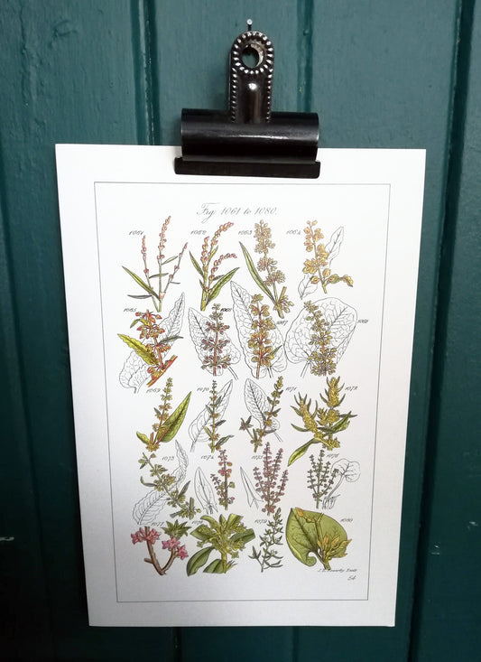 Vintage original botanical  book illustration prints