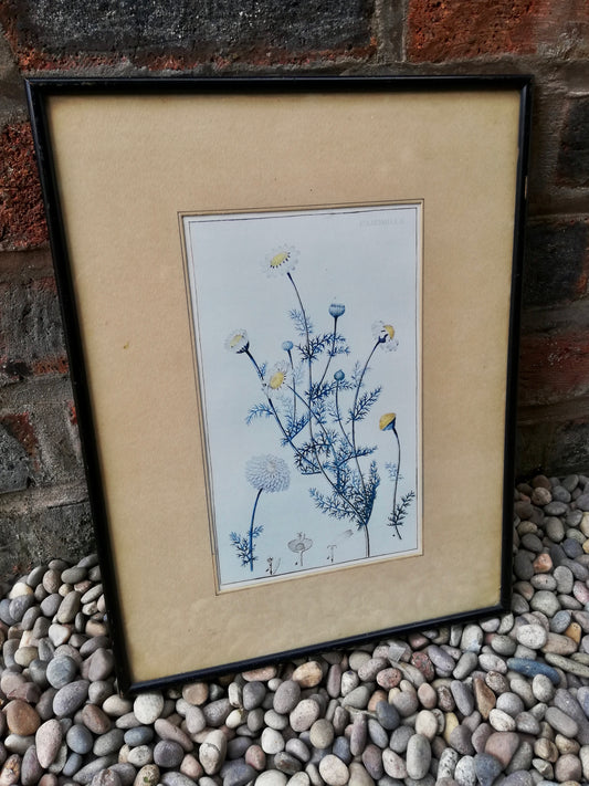 Vintage print of a camomile flower in original black frame