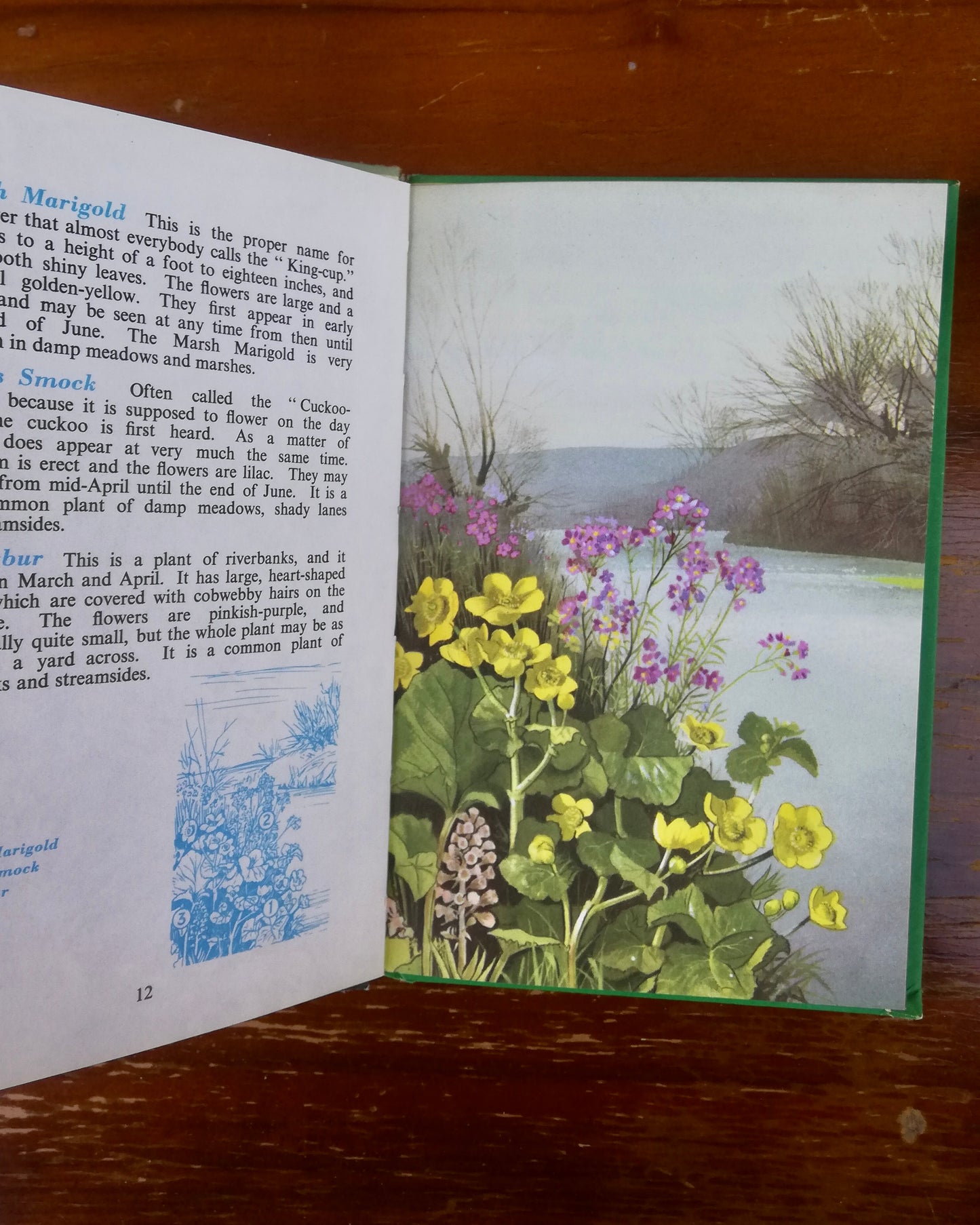 Vintage ladybird book - British Wildflowers