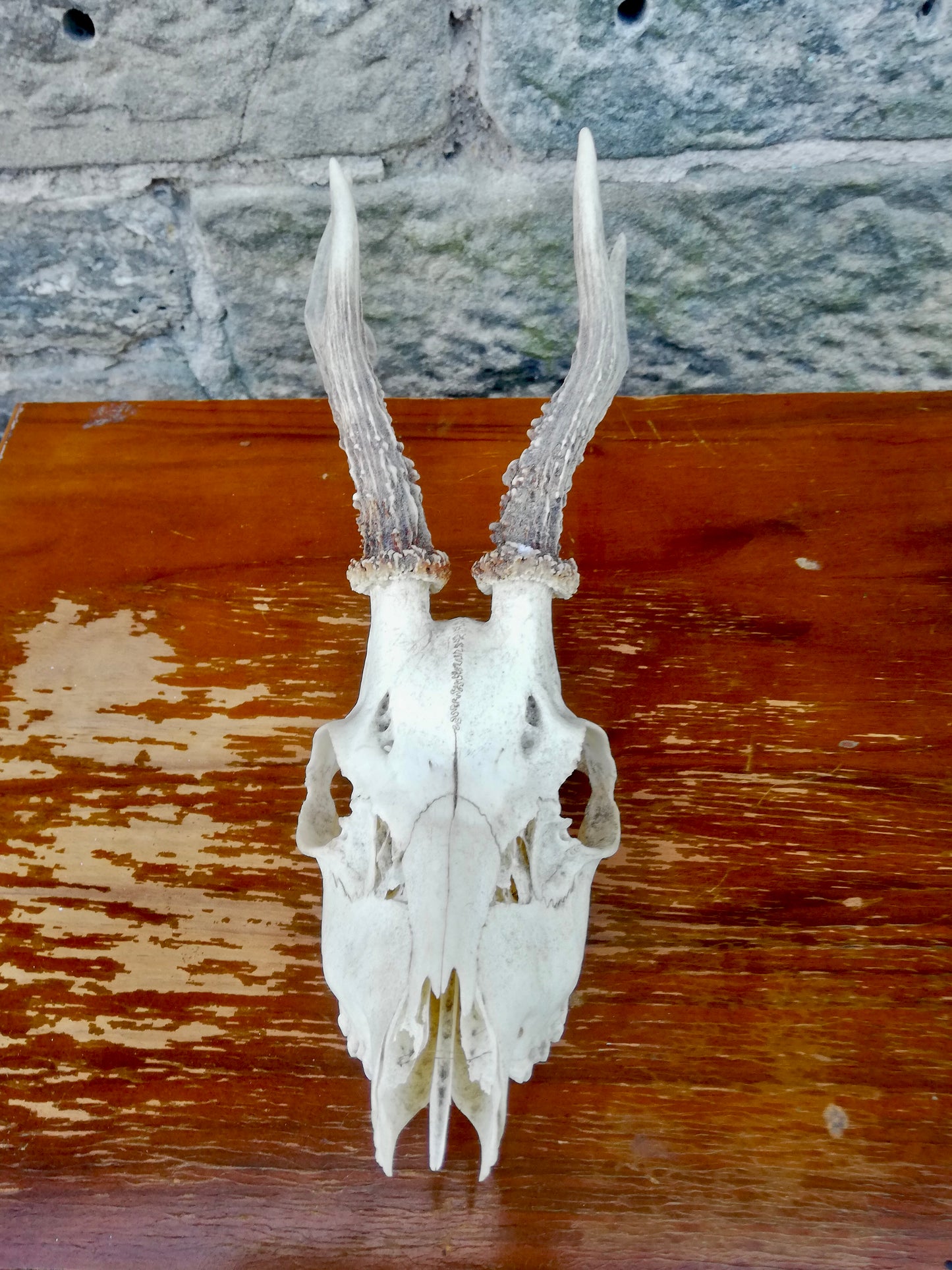 Vintage deer skull
