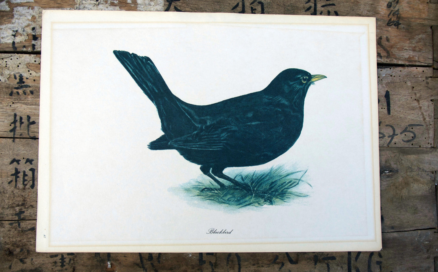 Vintage original botanical British bird book illustration prints blackbird