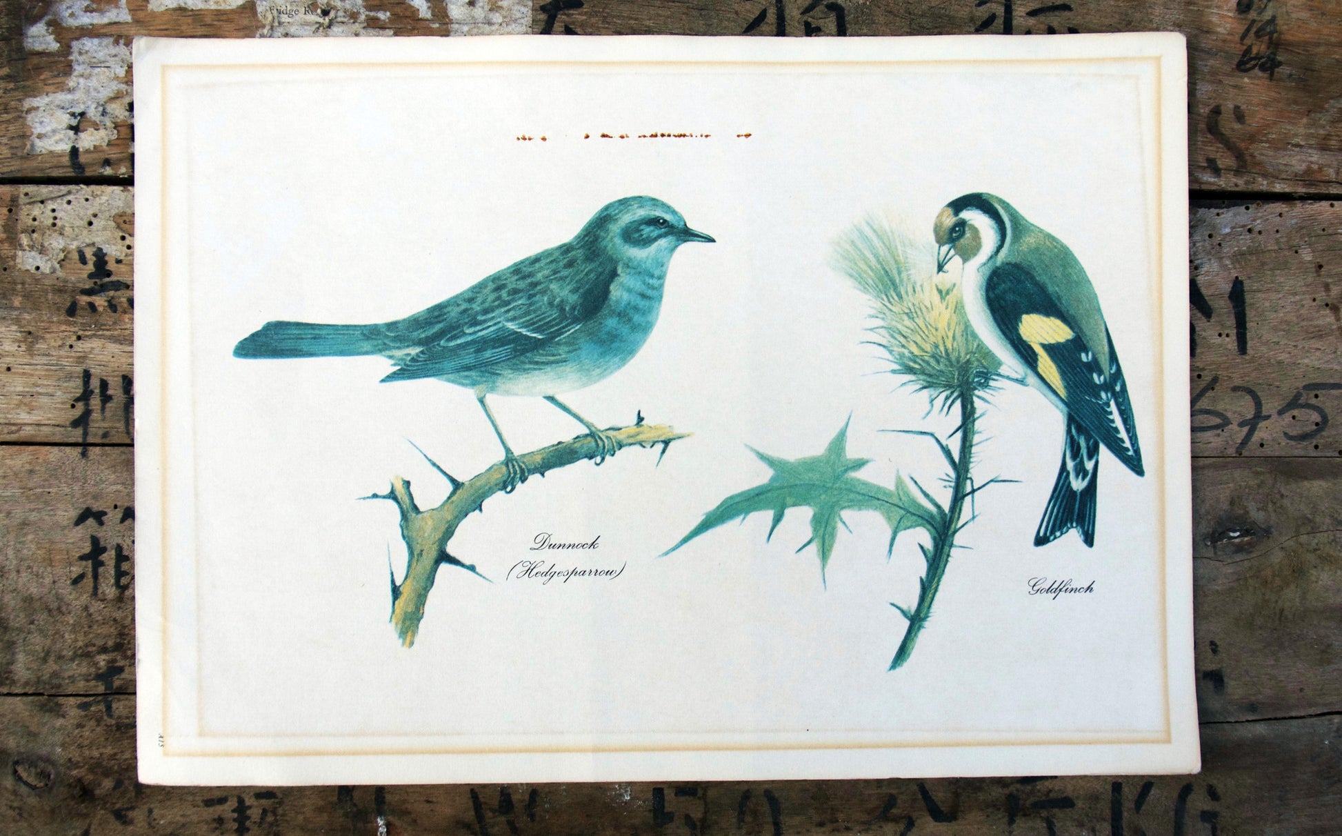 Vintage original botanical British bird book illustration prints dunnock and goldfinch