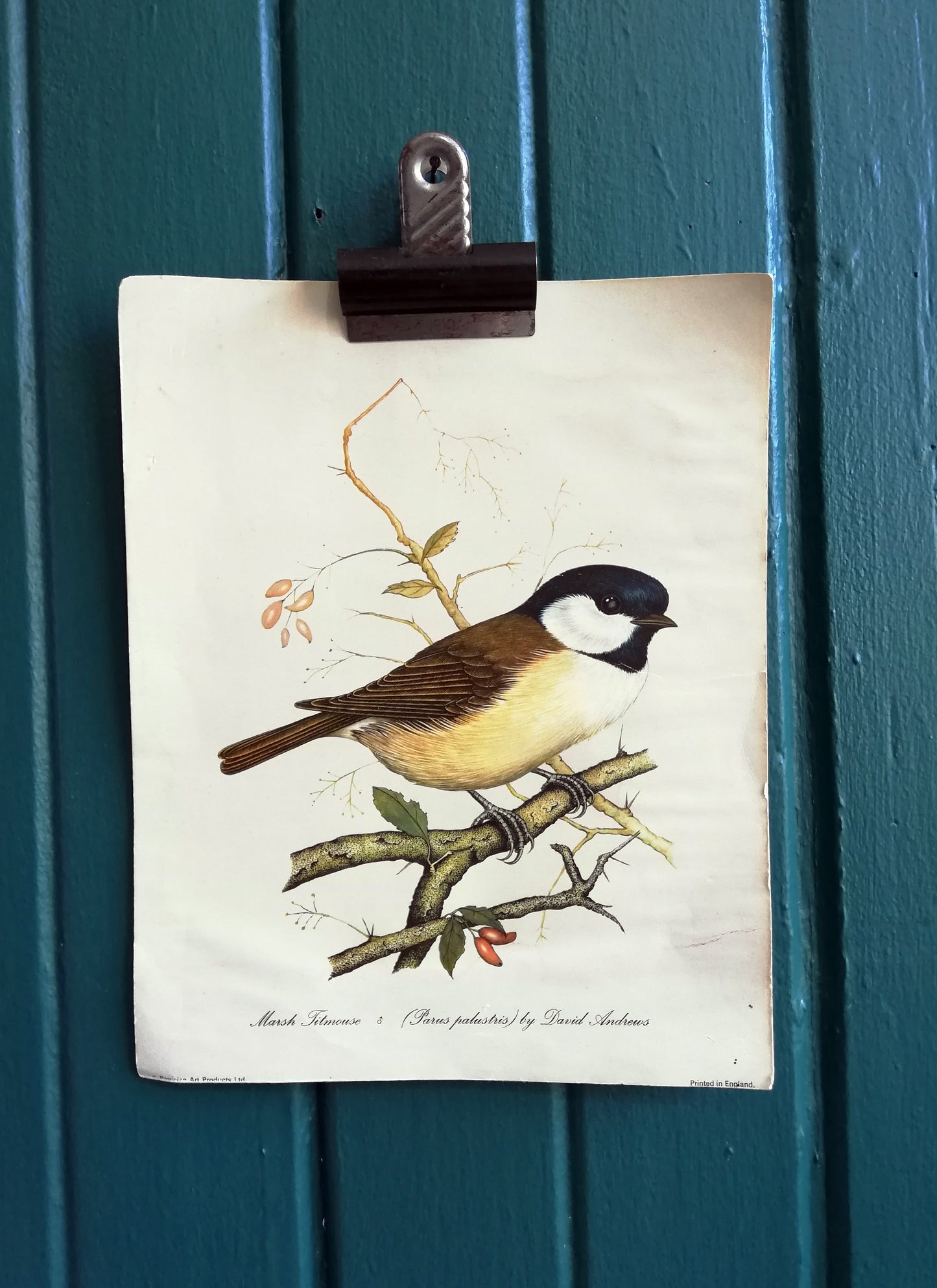 Vintage original botanical British bird book illustration prints kingfisher and Marsh Titmouse