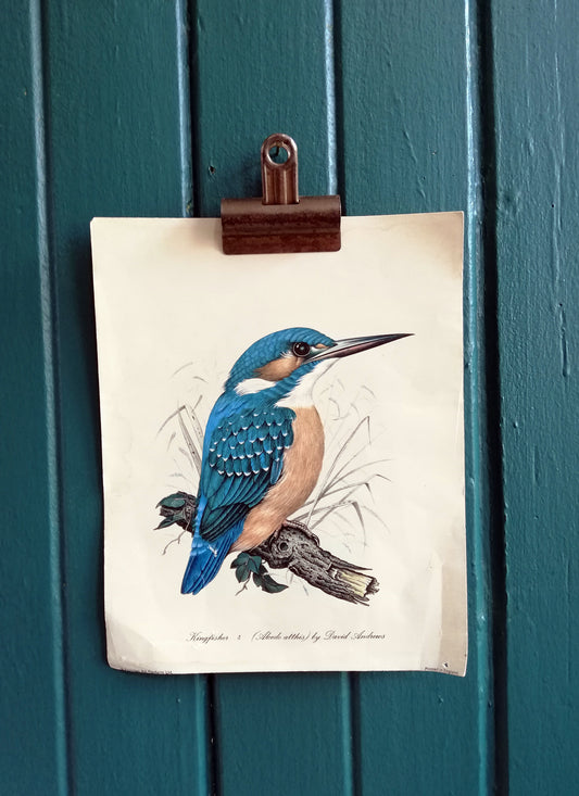 Vintage original botanical British bird book illustration prints kingfisher and Marsh Titmouse