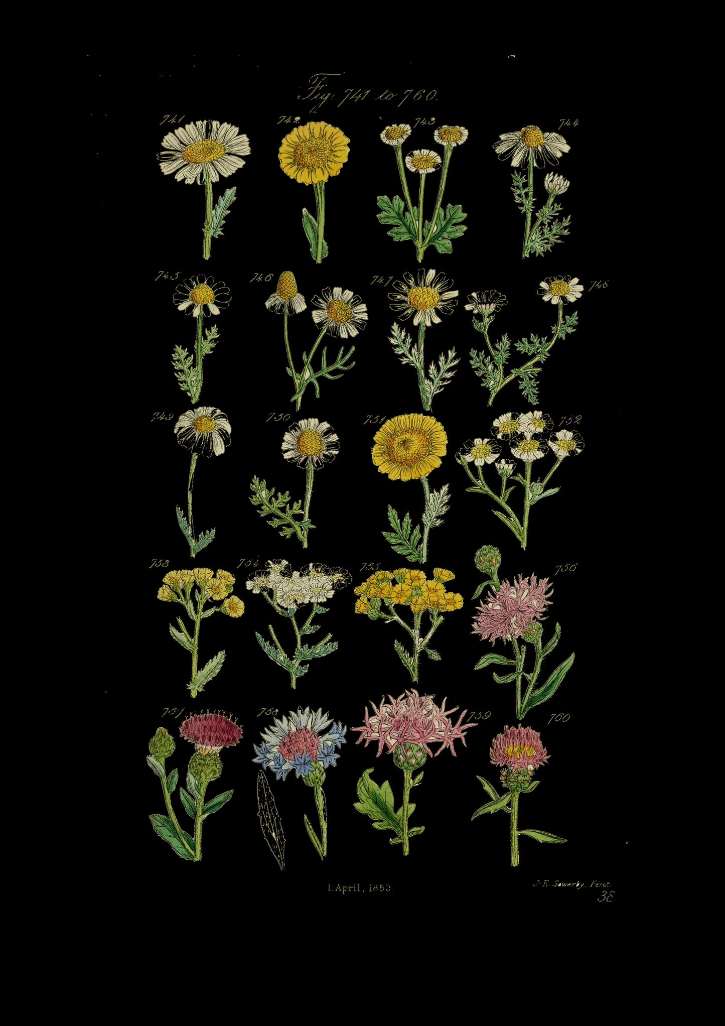 Wildflowers blank card