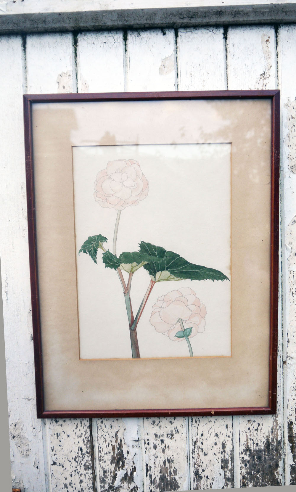 vintage botanical flower art prints hydreangea